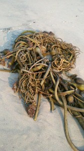 tangled seaweed kelp on beach